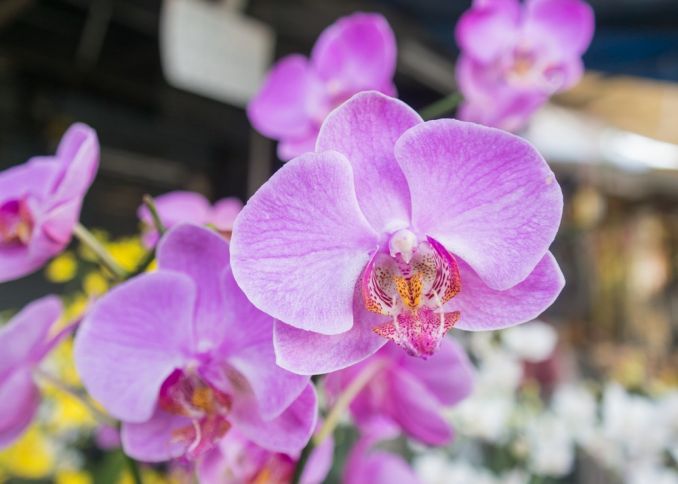 Orchidėjos