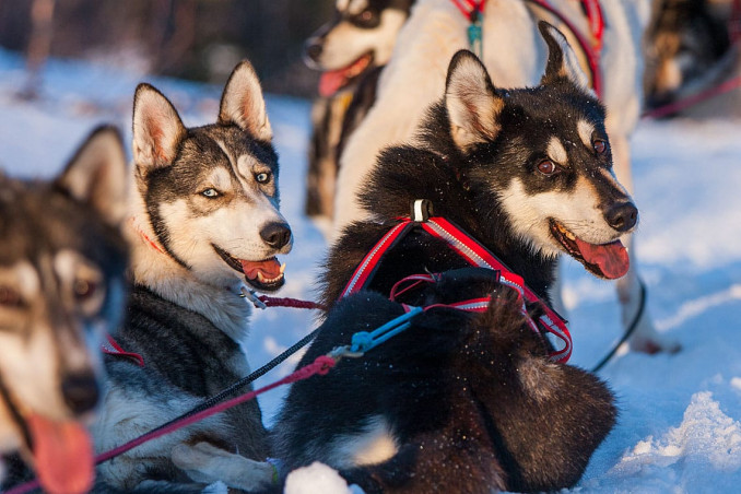 Haskių kinkinys šiaurėje