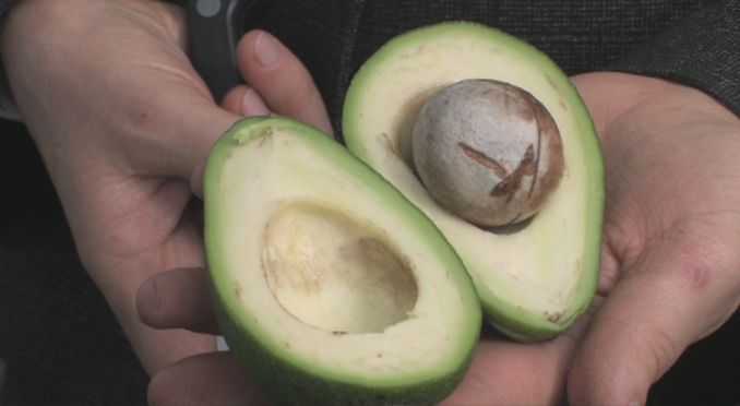 Avokadas