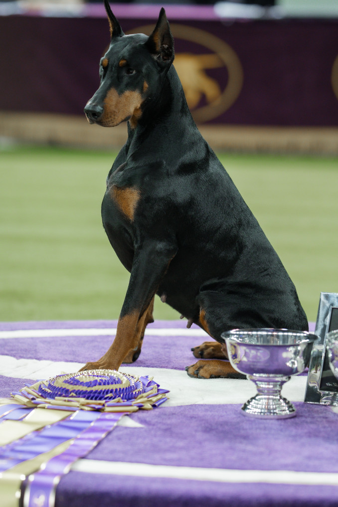 Prestižinėje Vestminsterio šunų parodoje JAV triumfavo dobermano patelė Penny