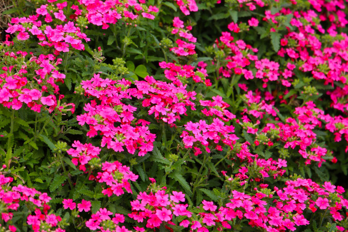 Verbena